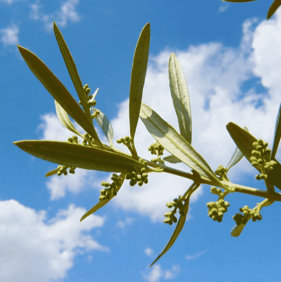 blomstrende olivengren