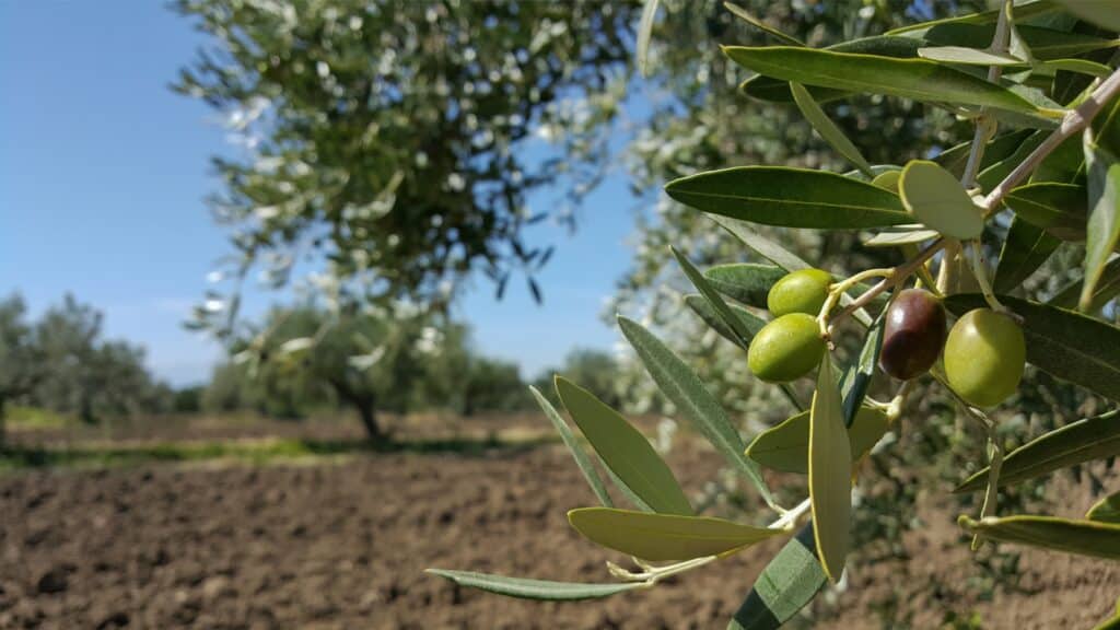 olivengrene i sol 1 1